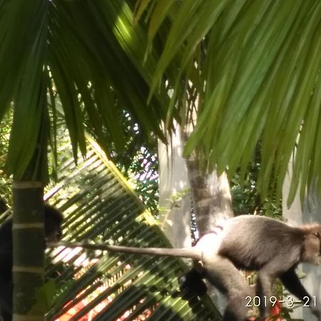 Nilas Guesthouse ヒッカドゥワ エクステリア 写真